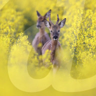 FEATURE -  Springlebendig: Rehe in einem Rapsfeld in Somerset