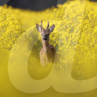 FEATURE -  Springlebendig: Rehe in einem Rapsfeld in Somerset