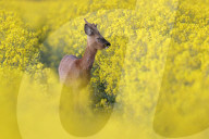 FEATURE -  Springlebendig: Rehe in einem Rapsfeld in Somerset