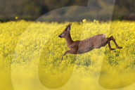 FEATURE -  Springlebendig: Rehe in einem Rapsfeld in Somerset