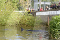 NEWS - In London haben Rettungskräfte einen etwa vier Meter langen Wal aus einer Themse-Schleuse befreit