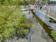 NEWS - In London haben Rettungskräfte einen etwa vier Meter langen Wal aus einer Themse-Schleuse befreit