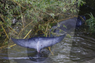 Minke whale calf stranded in River Thames is sadly put down by vets as it failed to return to the sea 90 miles away.
