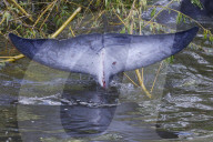 Minke whale calf stranded in River Thames is sadly put down by vets as it failed to return to the sea 90 miles away.
