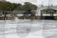 Minke whale calf stranded in River Thames is sadly put down by vets as it failed to return to the sea 90 miles away.