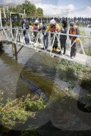 Minke whale calf stranded in River Thames is sadly put down by vets as it failed to return to the sea 90 miles away.