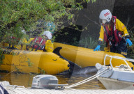 Minke whale calf stranded in River Thames is sadly put down by vets as it failed to return to the sea 90 miles away.