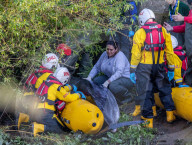 Minke whale calf stranded in River Thames is sadly put down by vets as it failed to return to the sea 90 miles away.
