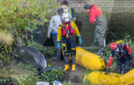 Minke whale calf stranded in River Thames is sadly put down by vets as it failed to return to the sea 90 miles away.