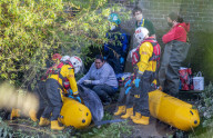 Minke whale calf stranded in River Thames is sadly put down by vets as it failed to return to the sea 90 miles away.