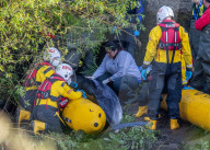Minke whale calf stranded in River Thames is sadly put down by vets as it failed to return to the sea 90 miles away.