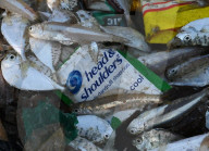 NEWS - Schockierende Bilder zeigen Plastikmüll in Fischfängen, Indien