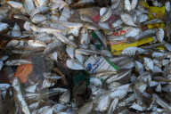 NEWS - Schockierende Bilder zeigen Plastikmüll in Fischfängen, Indien
