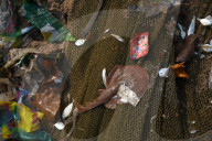 NEWS - Schockierende Bilder zeigen Plastikmüll in Fischfängen, Indien