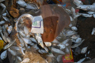 NEWS - Schockierende Bilder zeigen Plastikmüll in Fischfängen, Indien