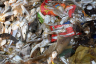 NEWS - Schockierende Bilder zeigen Plastikmüll in Fischfängen, Indien