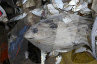 NEWS - Schockierende Bilder zeigen Plastikmüll in Fischfängen, Indien