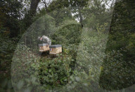 FEATURE - Imker Xavier Firmin stellt seine ersten beiden Bienenstöcke in den Gärten des Elysee-Präsidentenpalastes in Paris auf