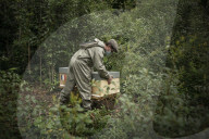 FEATURE - Imker Xavier Firmin stellt seine ersten beiden Bienenstöcke in den Gärten des Elysee-Präsidentenpalastes in Paris auf