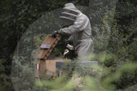 FEATURE - Imker Xavier Firmin stellt seine ersten beiden Bienenstöcke in den Gärten des Elysee-Präsidentenpalastes in Paris auf