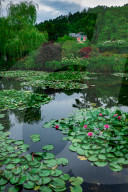 Waterlies in front of Monet's house, Giverny, Normandy, France, Europe