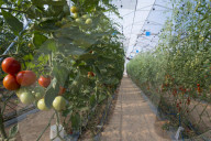 Greenhouses at the Negev Heights Agro Research Center. Halutza. Israel.
