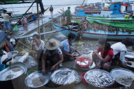 Women selling fish on a jetty. Labutta market. Irrawaddyi division. myanmar (Burma).