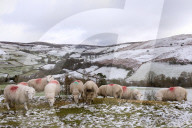 Sheep feed on high moorland in a wintry landscape in Powys, Wales, UK.