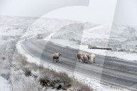 Sheep in a wintry landscape on the Mynydd Epynt moorland, Powys, Wales, UK.