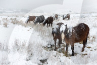 A wintry landscape on the Mynydd Epynt moorland, Powys, Wales, UK.