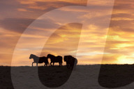 Welsh ponies are seen silhouetted against the dawn sky on the Mynydd Epynt high moorland, Powys, Wales, UK.