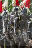 Horse Guards