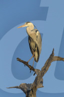 Grey heron (Ardea cinerea), Kruger National Park, South Africa