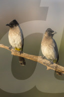 Dark-capped (black-eyed) bulbuls (Pycnonotus tricolor), Zimanga private game reserve, KwaZulu-Natal, South Africa
