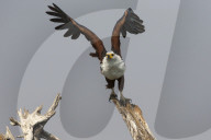 African fish eagle (Haliaeetus vocifer), Chobe National Park, Botswana, Africa