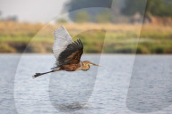 Goliath heron (Ardea goliath) in flight, Chobe national park, Botswana