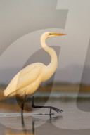 Great egret (Ardea alba), Zimanga private game reserve, KwaZulu-Natal, South Africa