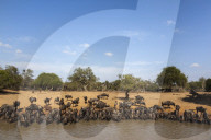 Common (blue) wildebeest (gnu) (Connochaetes taurinus) at water, Mkhuze game reserve, KwaZulu-Natal, South Africa