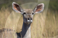 Greater kudu (Tragelaphus strepsiceros) female, Kruger national park, South Africa