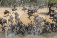 Common (blue) wildebeest (gnu) (Connochaetes taurinus), Mkhuze game reserve, KwaZulu-Natal, South Africa
