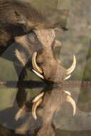 Warthog (Phacochoerus aethiopicus), at water, Mkhuze game reserve, KwaZulu-Natal, South Africa
