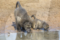 Chacma baboons (Papio cynocephalus) at waterhole, Mkhuze game reserve, KwaZulu-Natal, South Africa