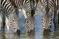 Burchell's (plains) zebra (Equus burchelli) drinking, Mhkuze nature reserve, KwaZulu-Natal, South Africa