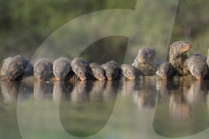 Banded mongoose (Mungos mungo) drinking, Zimanga private game reserve, KwaZulu-Natal, South Africa, Africa