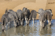 Burchell's (plains) zebra (Equus burchelli) drinking, Mhkuze nature reserve, KwaZulu-Natal, South Africa