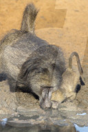 Chacma baboons (Papio cynocephalus) at waterhole, Mkhuze game reserve, KwaZulu-Natal, South Africa