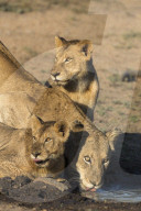 Lioness (Panthera leo) with two cubs, drinking, Kruger National Park, South Africa