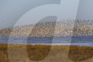 Huge flock of knot (Calidris canutus) in flight, Snettisham RSPB reserve, Norfolk, UK