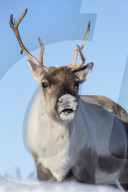 Reindeer (Rangifer tarandus) female, Cairngorms National Park, Scotland, UK