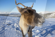 Reindeer (Rangifer tarandus) female, Cairngorms National Park, Scotland, UK